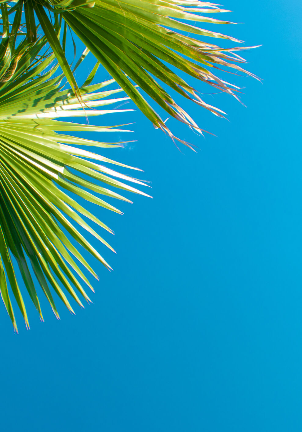 Close-Up Of Palm Tree Against Sky. Palm Tree, Tropical Background.